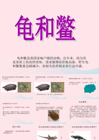 五年级科学上册 第10课《龟和鳖》课件（3） 鄂教版-鄂教版小学五年级上册自然科学课件