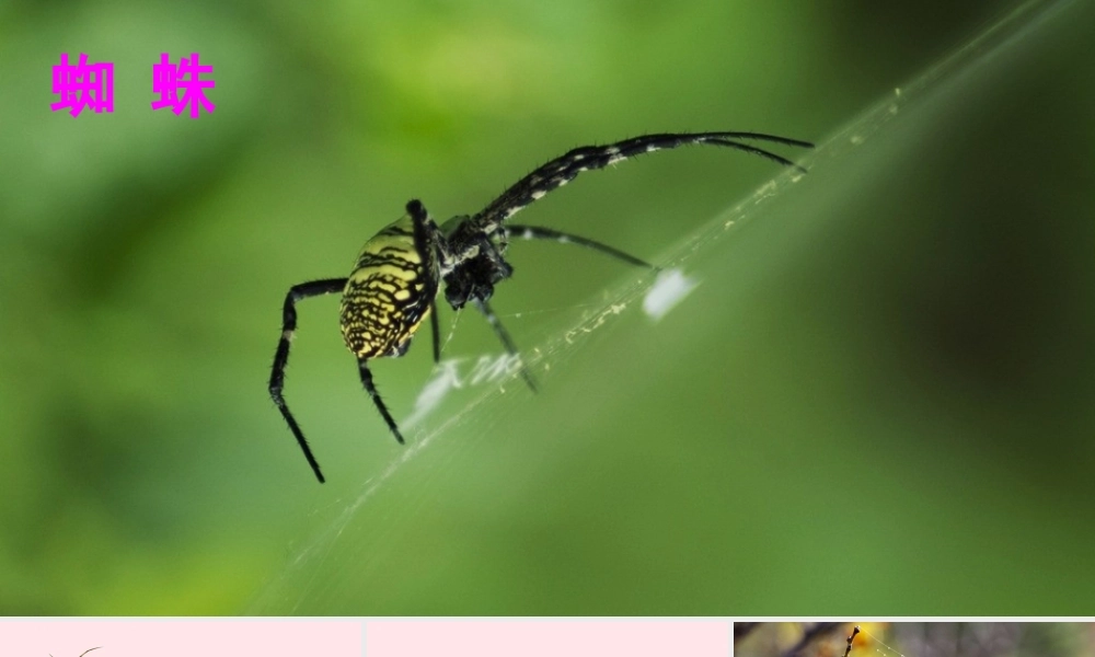 二年级语文下册 课文6 20《蜘蛛开店》教学课件 新人教版-新人教版小学二年级下册语文课件