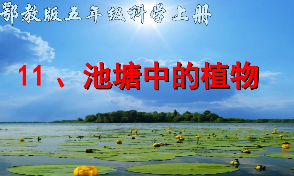 五年级科学上册 第11课《池塘中的植物》课件（1） 鄂教版-鄂教版小学五年级上册自然科学课件