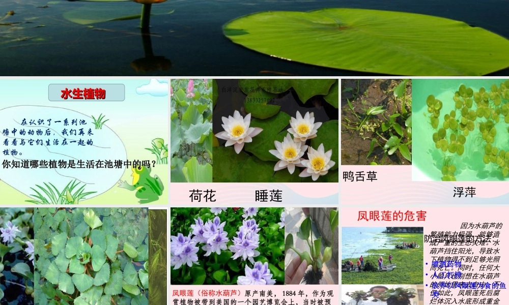 五年级科学上册 第11课《池塘中的植物》课件（1） 鄂教版-鄂教版小学五年级上册自然科学课件