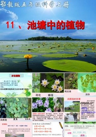 五年级科学上册 第11课《池塘中的植物》课件（1） 鄂教版-鄂教版小学五年级上册自然科学课件