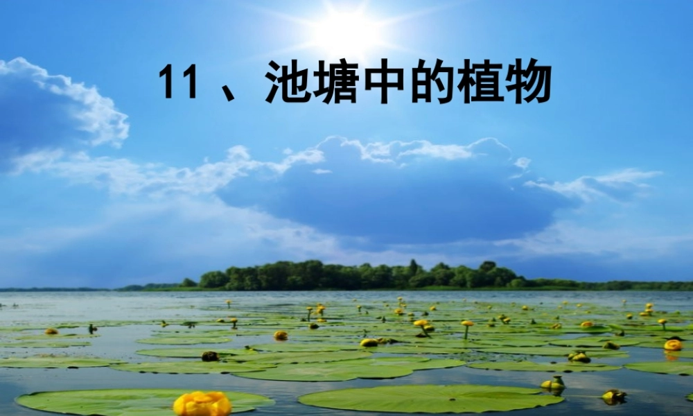 五年级科学上册 第11课《池塘中的植物》课件（2） 鄂教版-鄂教版小学五年级上册自然科学课件