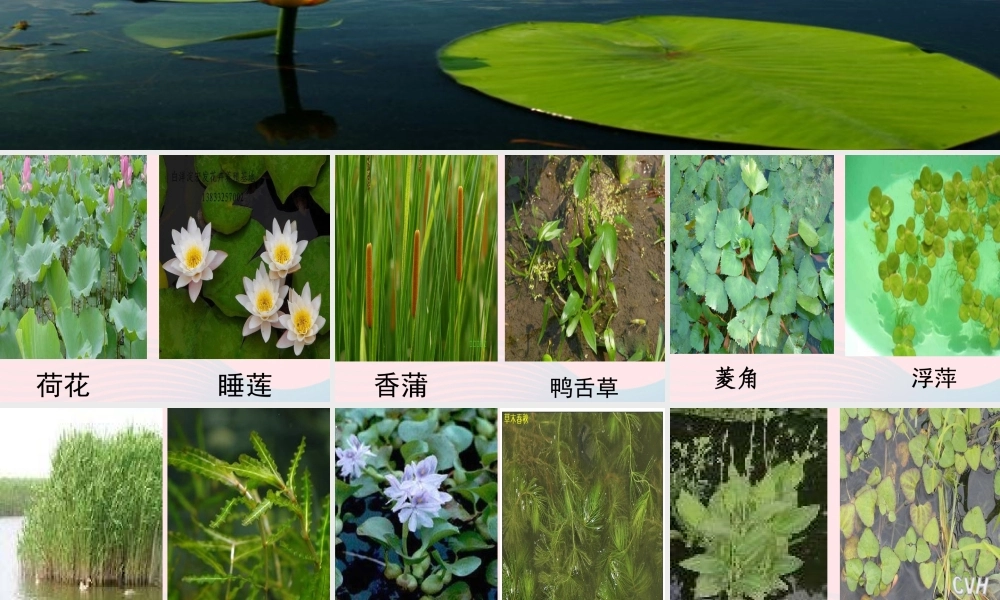 五年级科学上册 第11课《池塘中的植物》课件（2） 鄂教版-鄂教版小学五年级上册自然科学课件