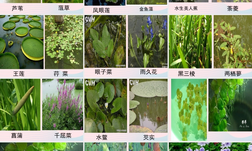 五年级科学上册 第11课《池塘中的植物》课件（2） 鄂教版-鄂教版小学五年级上册自然科学课件