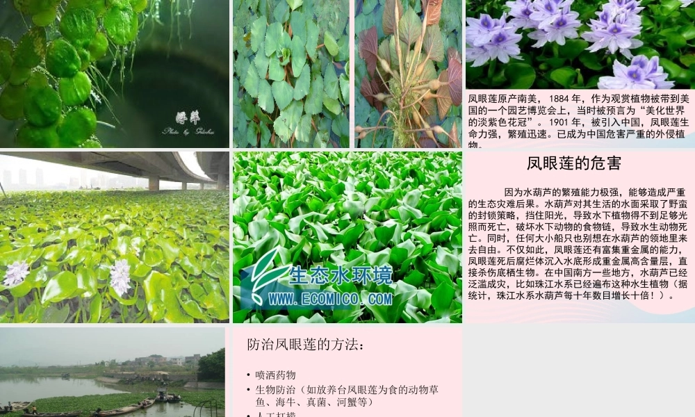 五年级科学上册 第11课《池塘中的植物》课件（2） 鄂教版-鄂教版小学五年级上册自然科学课件