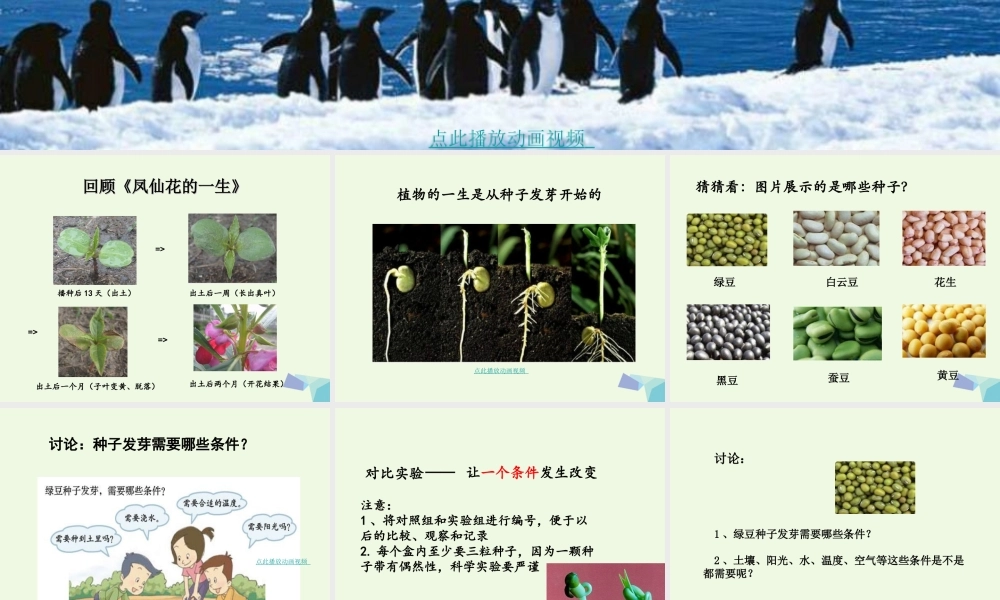 五年级科学上册 1.1 种子发芽实验（一）课件1 教科版-教科版小学五年级上册自然科学课件