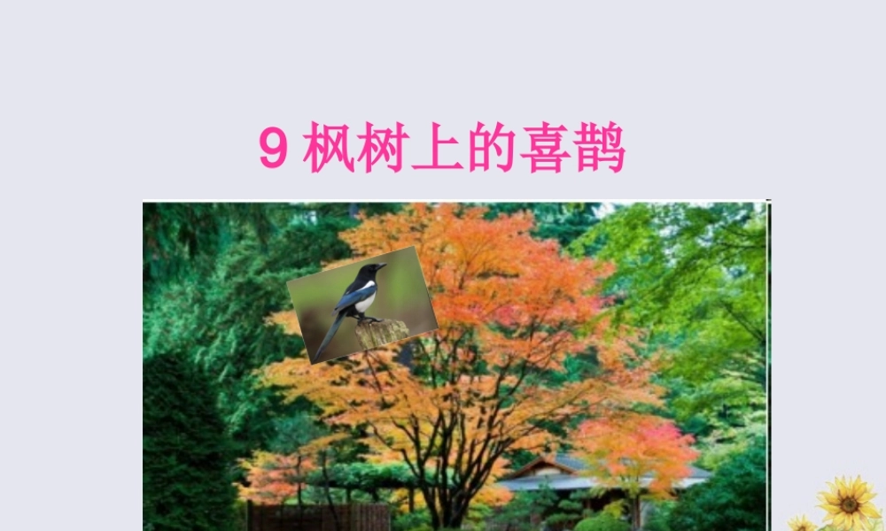 二年级语文下册 第四单元 课文3 9 枫树上的喜鹊教学课件 新人教版-新人教版小学二年级下册语文课件