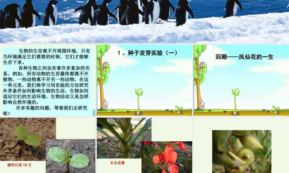 五年级科学上册 1.1 种子发芽实验（一）课件4 教科版-教科版小学五年级上册自然科学课件