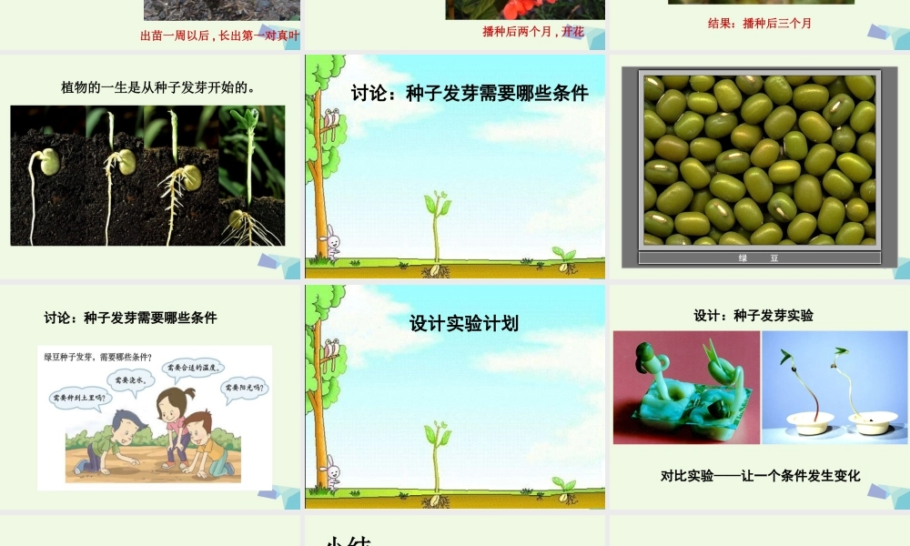 五年级科学上册 1.1 种子发芽实验（一）课件4 教科版-教科版小学五年级上册自然科学课件
