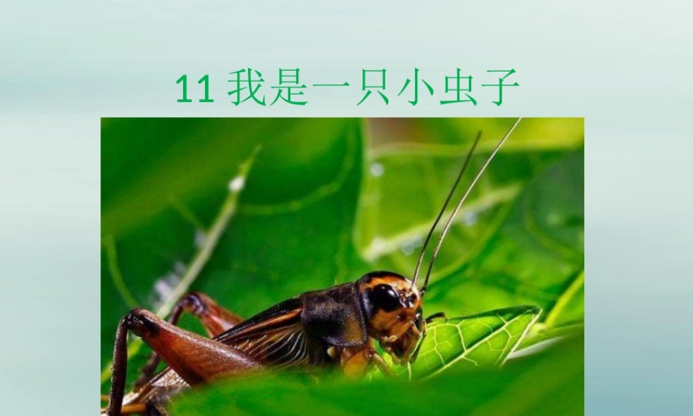二年级语文下册 第四单元 课文3 11 我是一只小虫子教学课件 新人教版-新人教版小学二年级下册语文课件