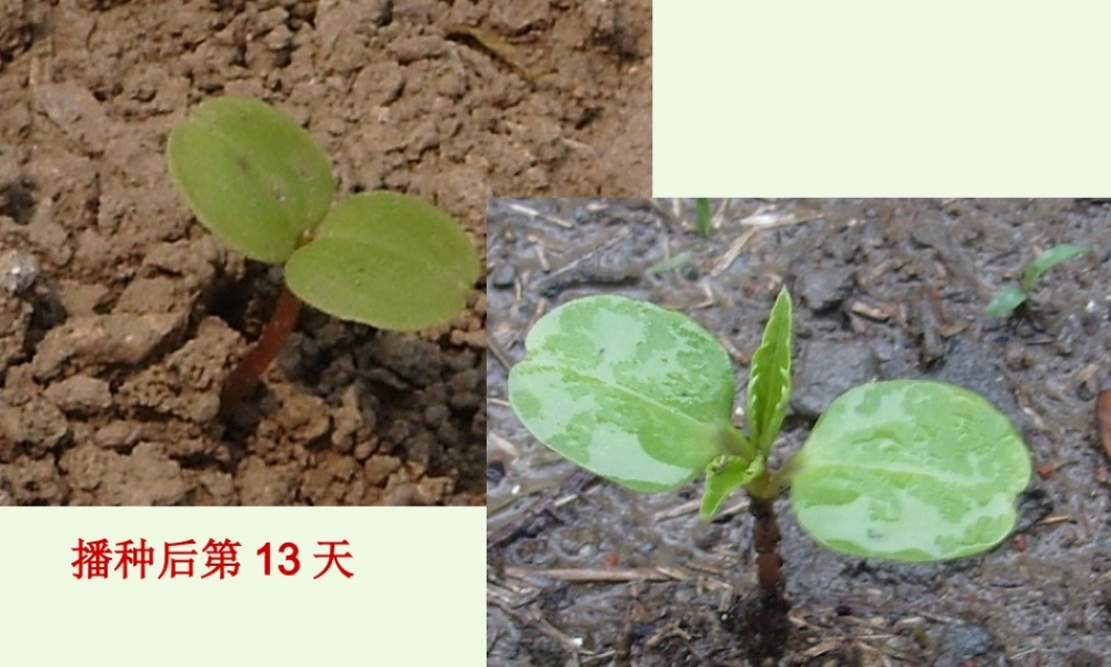 五年级科学上册 1.1 种子发芽实验（一）课件5 教科版-教科版小学五年级上册自然科学课件