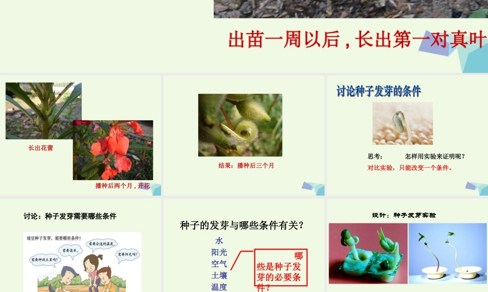 五年级科学上册 1.1 种子发芽实验（一）课件5 教科版-教科版小学五年级上册自然科学课件
