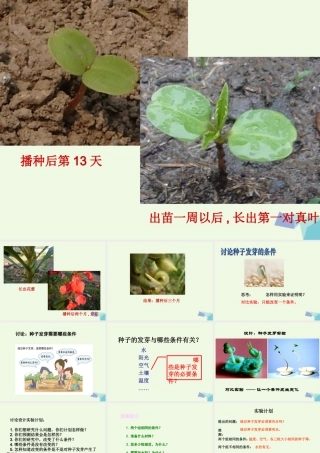 五年级科学上册 1.1 种子发芽实验（一）课件5 教科版-教科版小学五年级上册自然科学课件