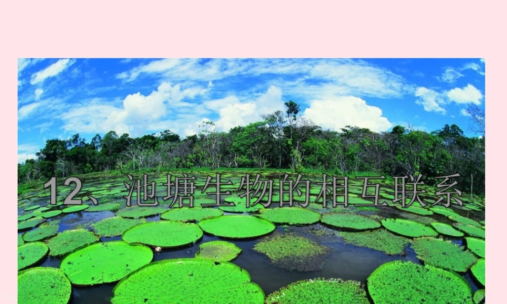 五年级科学上册 第12课《池塘生物的相互联系》课件（1） 鄂教版-鄂教版小学五年级上册自然科学课件