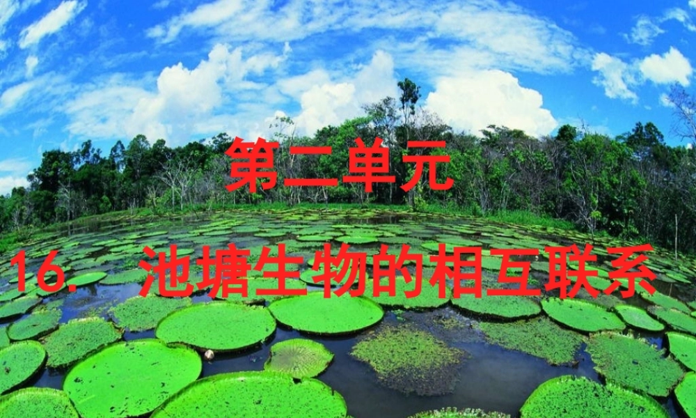 五年级科学上册 第12课《池塘生物的相互联系》课件（2） 鄂教版-鄂教版小学五年级上册自然科学课件