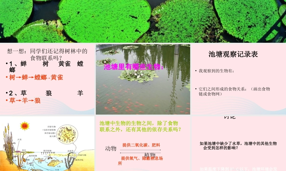 五年级科学上册 第12课《池塘生物的相互联系》课件（2） 鄂教版-鄂教版小学五年级上册自然科学课件