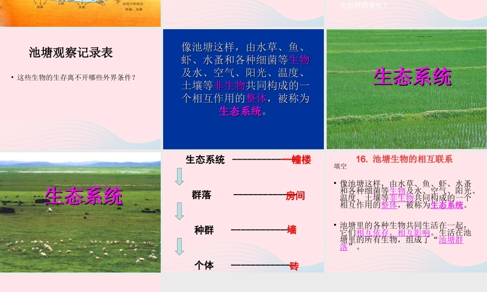 五年级科学上册 第12课《池塘生物的相互联系》课件（2） 鄂教版-鄂教版小学五年级上册自然科学课件