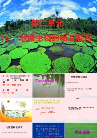 五年级科学上册 第12课《池塘生物的相互联系》课件（2） 鄂教版-鄂教版小学五年级上册自然科学课件