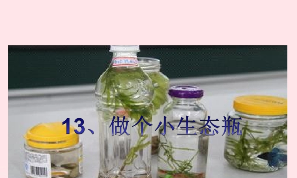 五年级科学上册 第13课《做个小生态瓶》课件（1） 鄂教版-鄂教版小学五年级上册自然科学课件