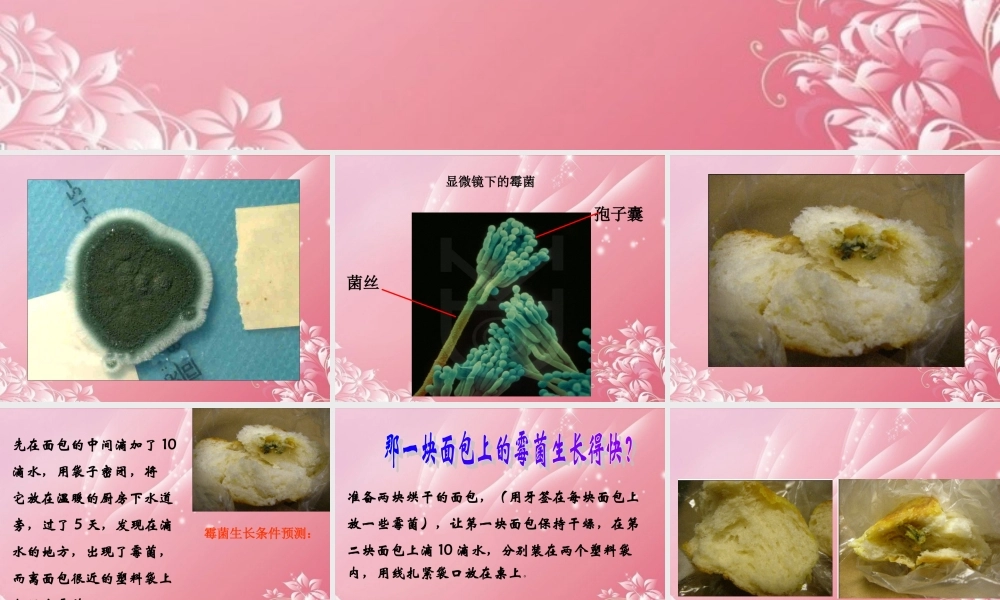 五年级科学上册 发霉 1课件 首师大版