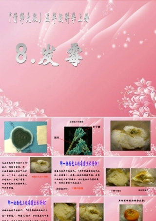 五年级科学上册 发霉 1课件 首师大版