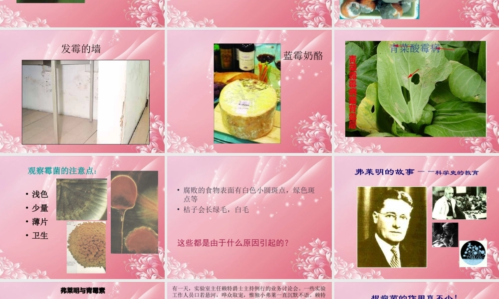 五年级科学上册 发霉 2课件 首师大版