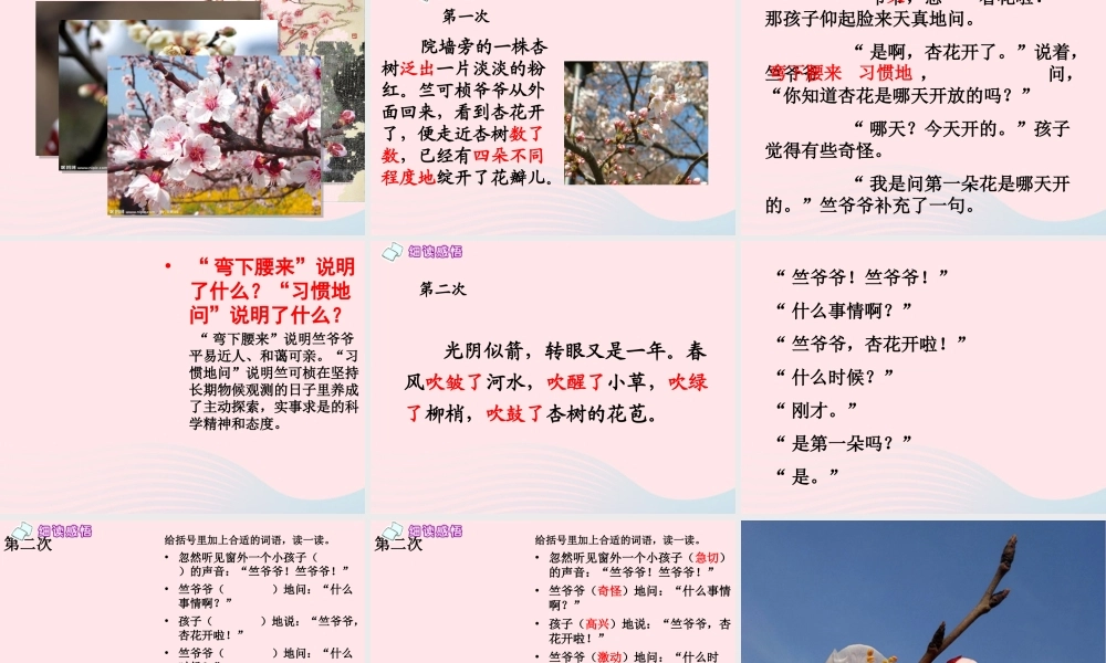 二年级语文下册 第一单元 第4课《第一朵杏花》课件3 北京版-北京版小学二年级下册语文课件