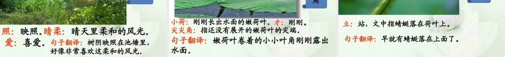 二年级语文下册 第一单元 第4课《咏柳》《小池》课件1 语文S版-语文S版小学二年级下册语文课件