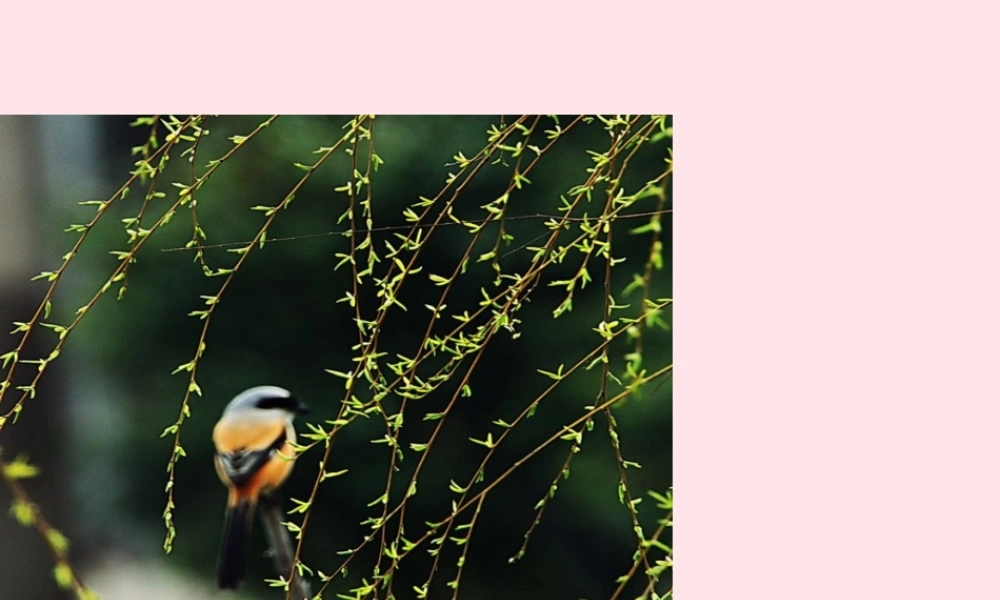 二年级语文下册 第一单元 第4课《咏柳》《小池》课件2 语文S版-语文S版小学二年级下册语文课件