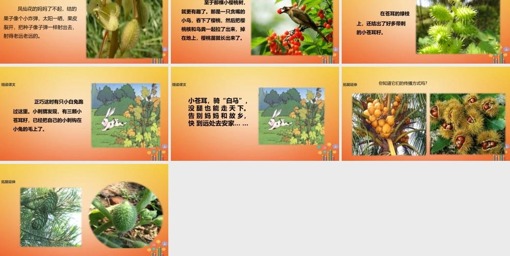 二年级语文下册 课文4 16《骑“白马”的苍耳》课件 西师大版-西师大版小学二年级下册语文课件