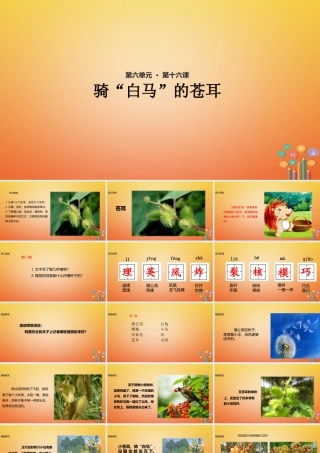 二年级语文下册 课文4 16《骑“白马”的苍耳》课件 西师大版-西师大版小学二年级下册语文课件