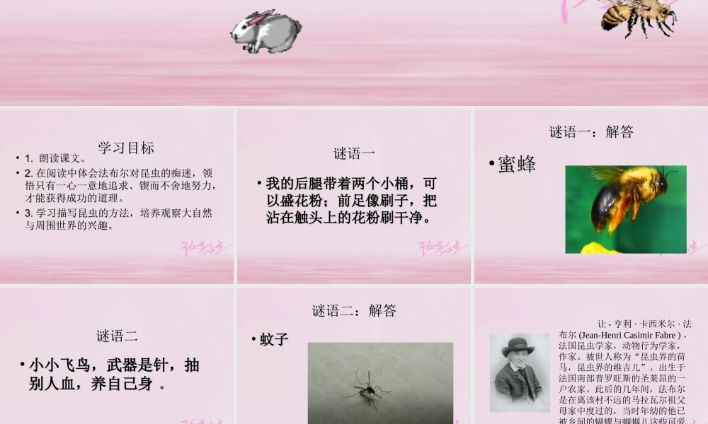 二年级语文下册 课文4 17 装满昆虫的口袋教学课件 西师大版-西师大版小学二年级下册语文课件