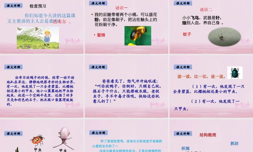 二年级语文下册 课文4 17 装满昆虫的口袋课件 西师大版-西师大版小学二年级下册语文课件