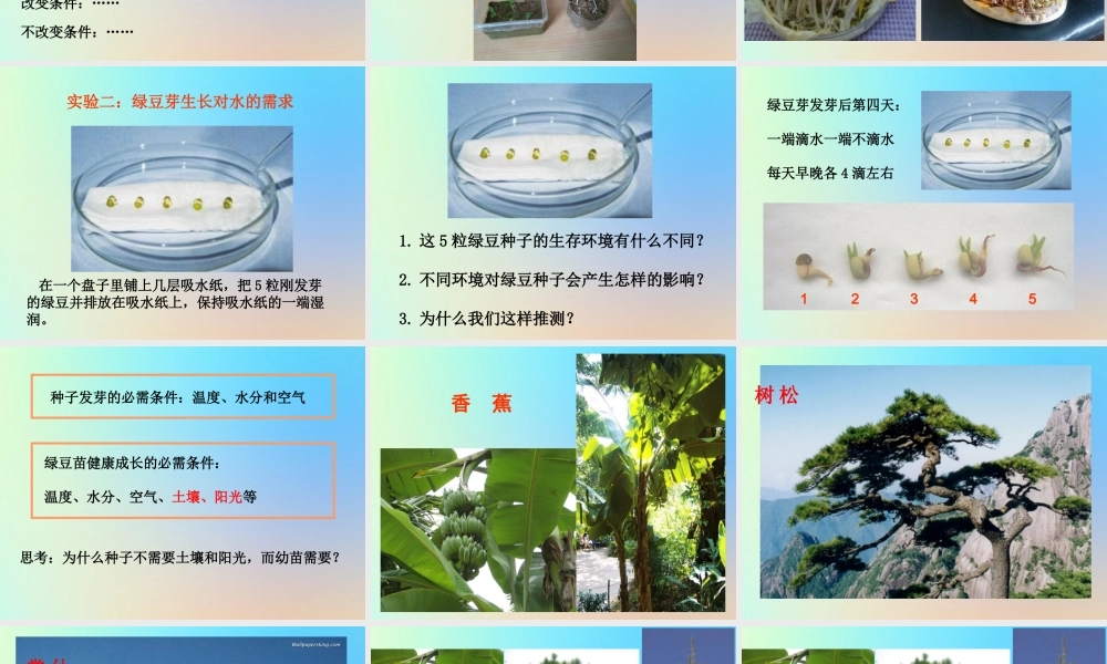五年级科学上册 生物与环境 3观察绿豆芽的生长课件 教科版-教科版小学五年级上册自然科学课件