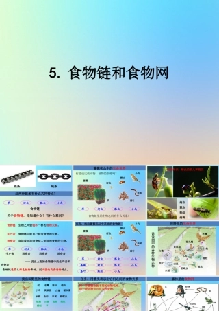 五年级科学上册 生物与环境 5食物链和食物网课件 教科版-教科版小学五年级上册自然科学课件