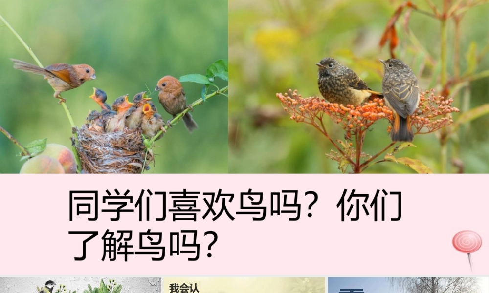 二年级语文下册 课文4 第12课《父亲和鸟》课件 鄂教版-鄂教版小学二年级下册语文课件