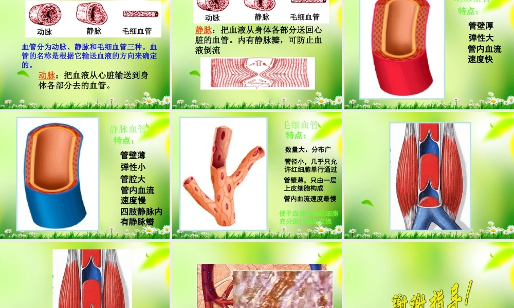 五年级科学上册 心脏和血管 1课件 青岛版