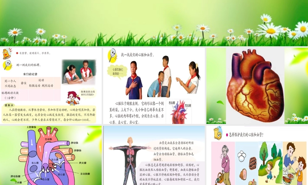 五年级科学上册 心脏和血管 3课件 青岛版