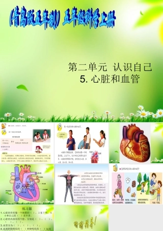 五年级科学上册 心脏和血管 3课件 青岛版