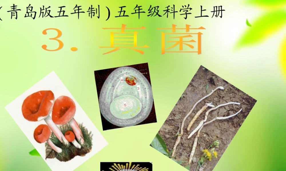 五年级科学上册 真菌 1课件 青岛版