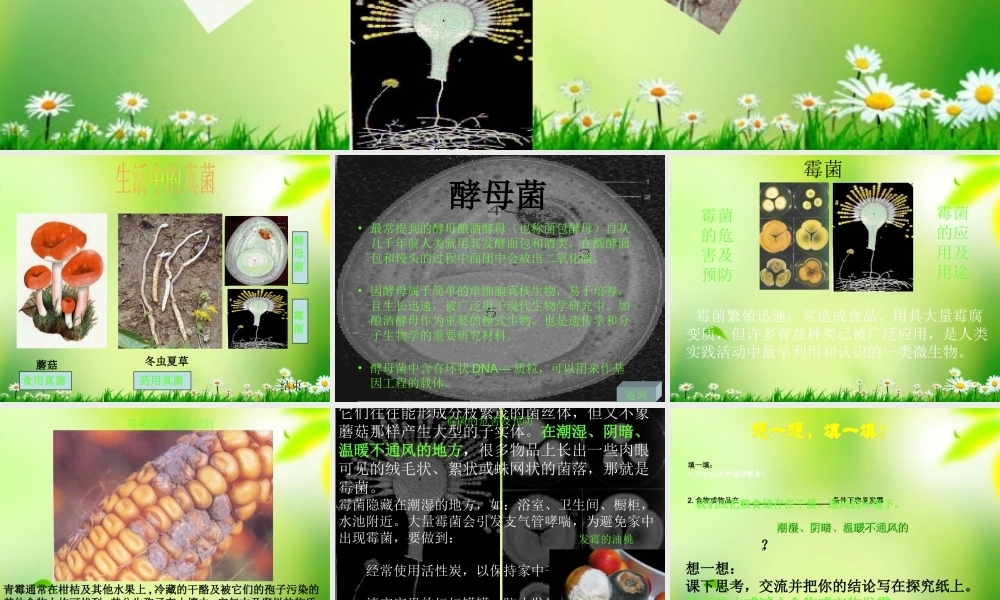 五年级科学上册 真菌 1课件 青岛版