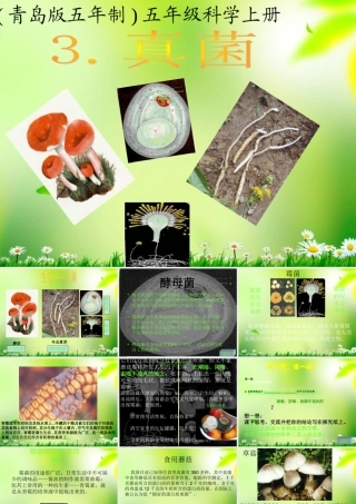 五年级科学上册 真菌 1课件 青岛版