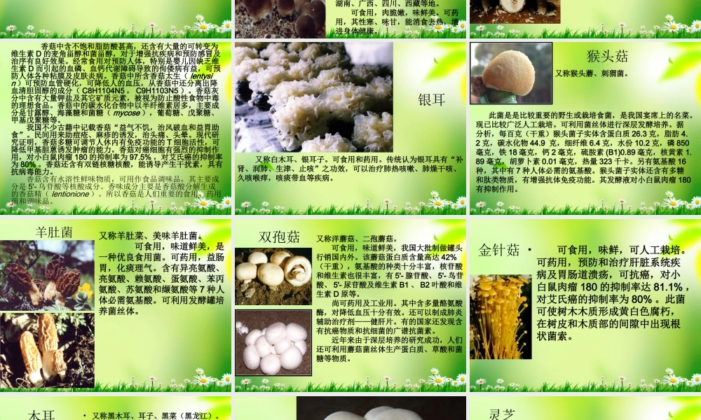 五年级科学上册 真菌 2课件 青岛版