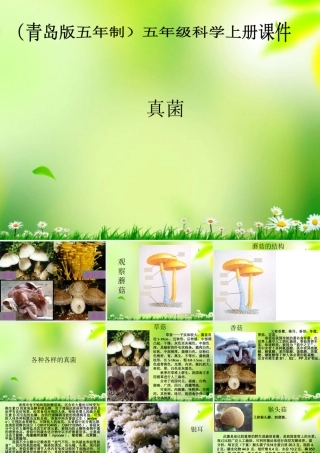 五年级科学上册 真菌 2课件 青岛版