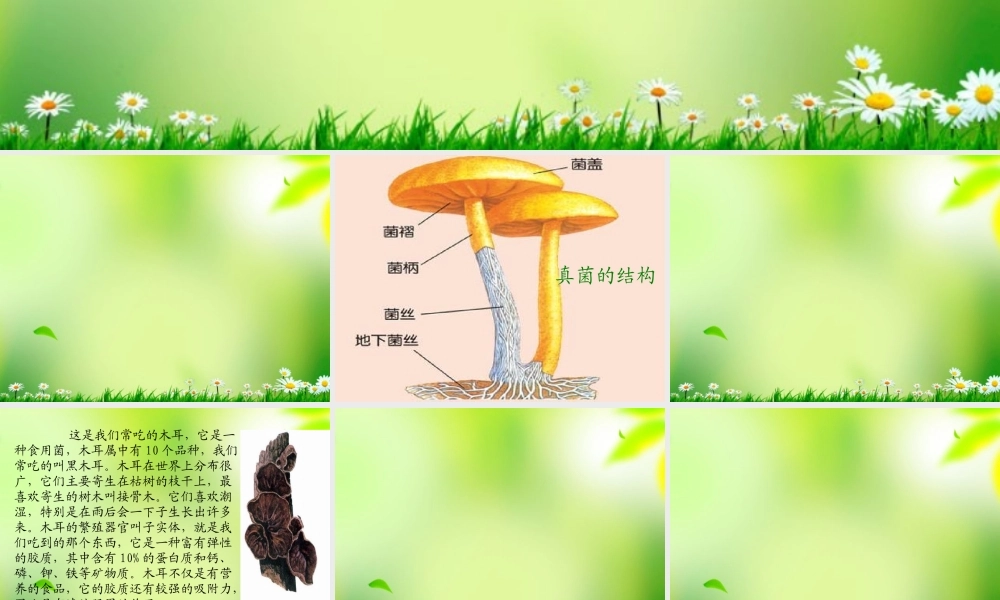 五年级科学上册 真菌 3课件 青岛版