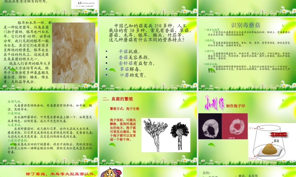 五年级科学上册 真菌 3课件 青岛版