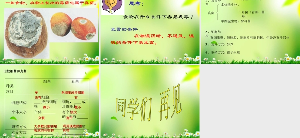 五年级科学上册 真菌 3课件 青岛版