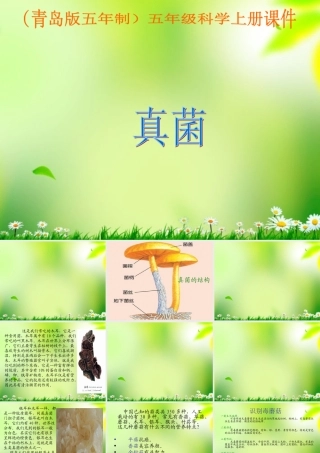 五年级科学上册 真菌 3课件 青岛版