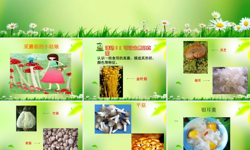 五年级科学上册 真菌 4课件 青岛版