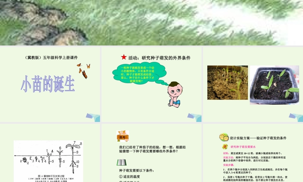 五年级科学上册 第1课 小苗的诞生课件1 冀教版-冀教版小学五年级上册自然科学课件